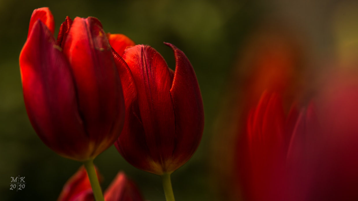Tulpen