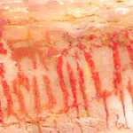 Oberflächlich betrachtet sind hier zahlreiche Kratzspuren hinterlassen worden.