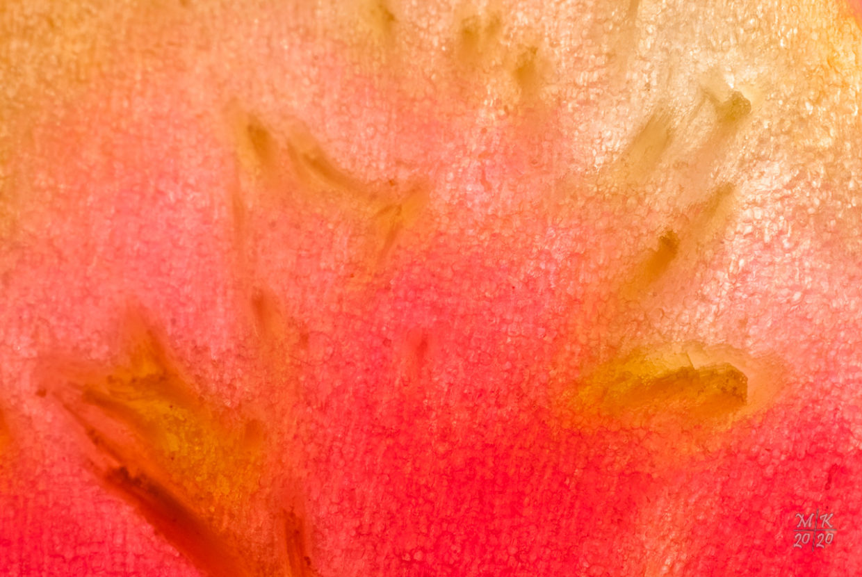 Rhabarber im Portrait: Assoziation an Rupprecht Geiger.