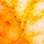 Rhabarber im Portrait.