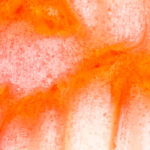 Rhabarber im Portrait.