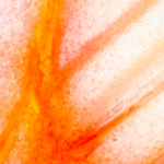 Rhabarber im Portrait.