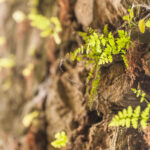 Mit der Kamera unterwegs: Horizontal wachsende Farne in einer Tunnelwand