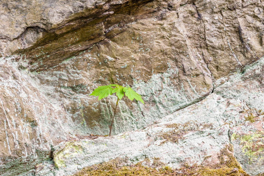 Mit der Kamera unterwegs: Zuhause beim kleinen Ahorn